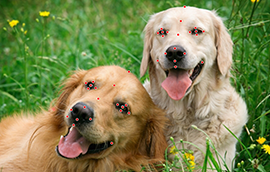瑞丰平台：别再整顿职场了，AI正在整顿你的饭碗